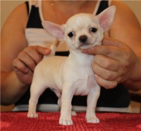 MILANO MASCHIETTO DI CHIHUAHUA  